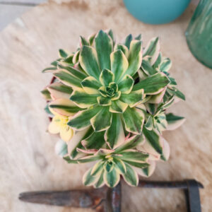 Aeonium &lsquo;Bronze Medal&rsquo; variegata