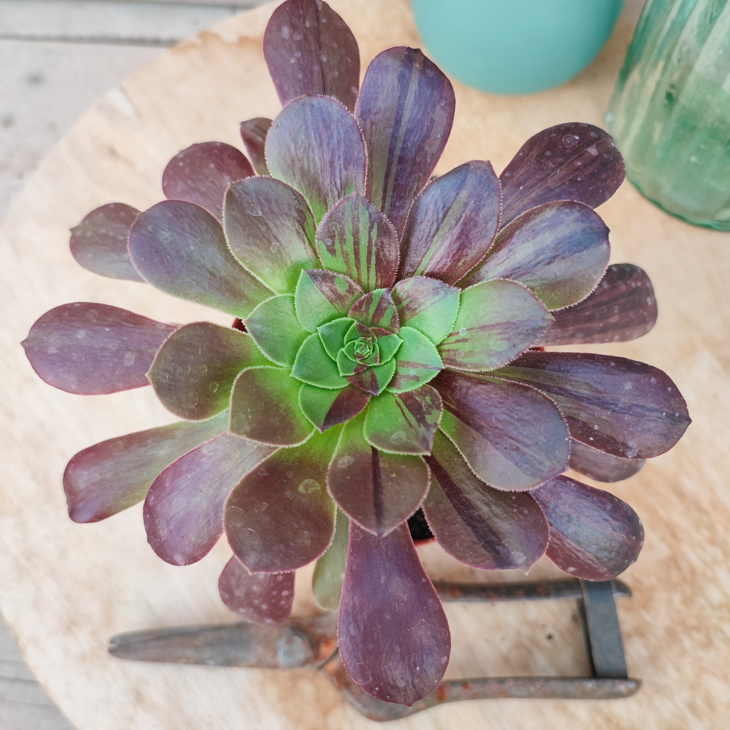 Aeonium 'Big Bang' – Image 2