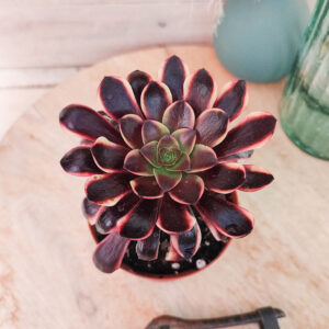 Aeonium &lsquo;Superbang&rsquo;