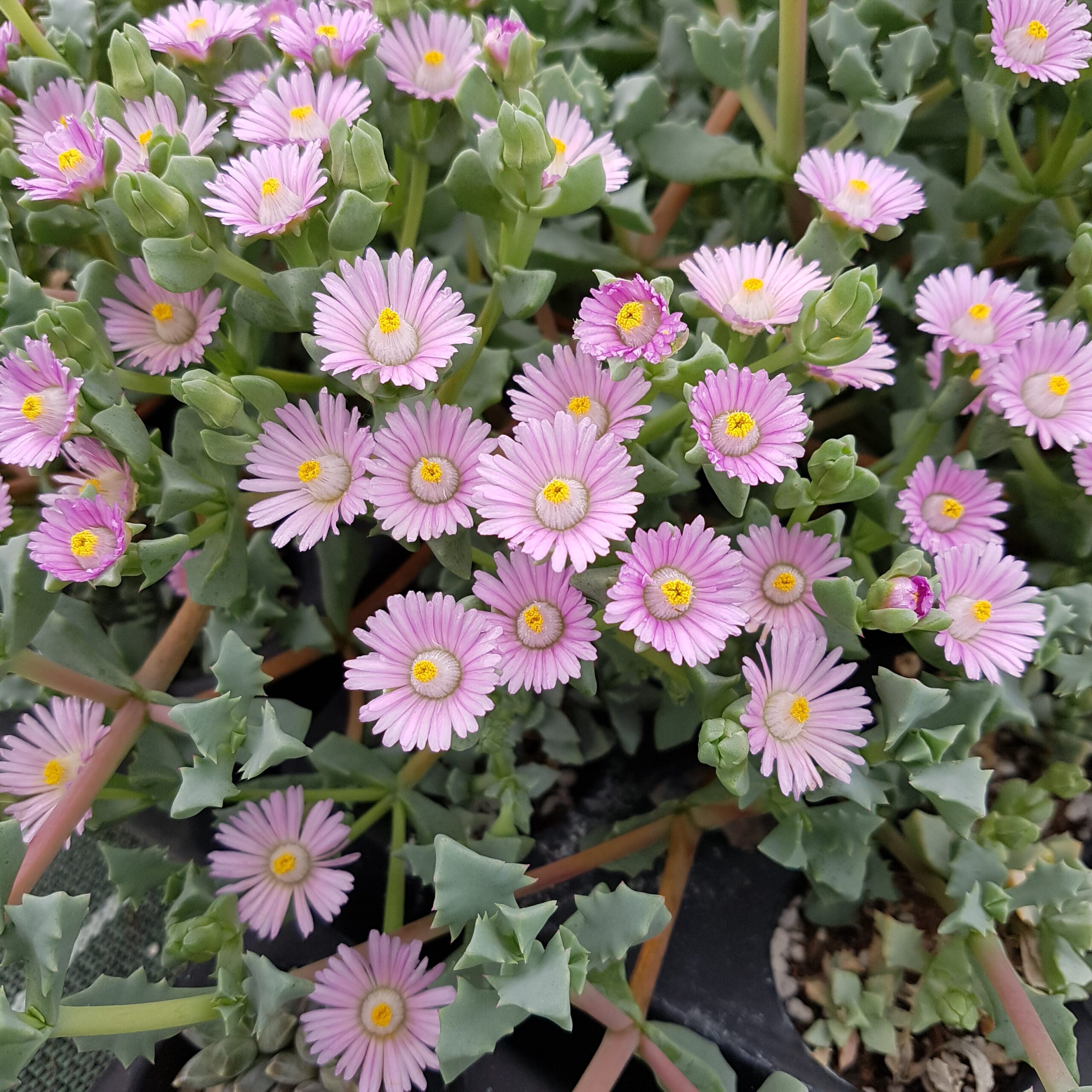 Oscularia deltoides – Image 4