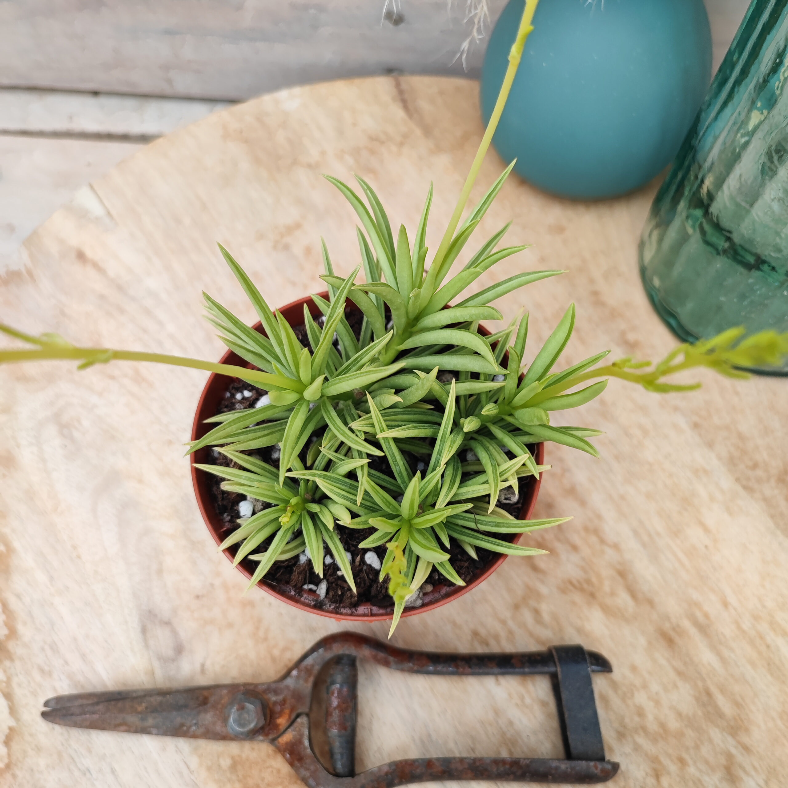 Peperomia ferreyrae – Image 2