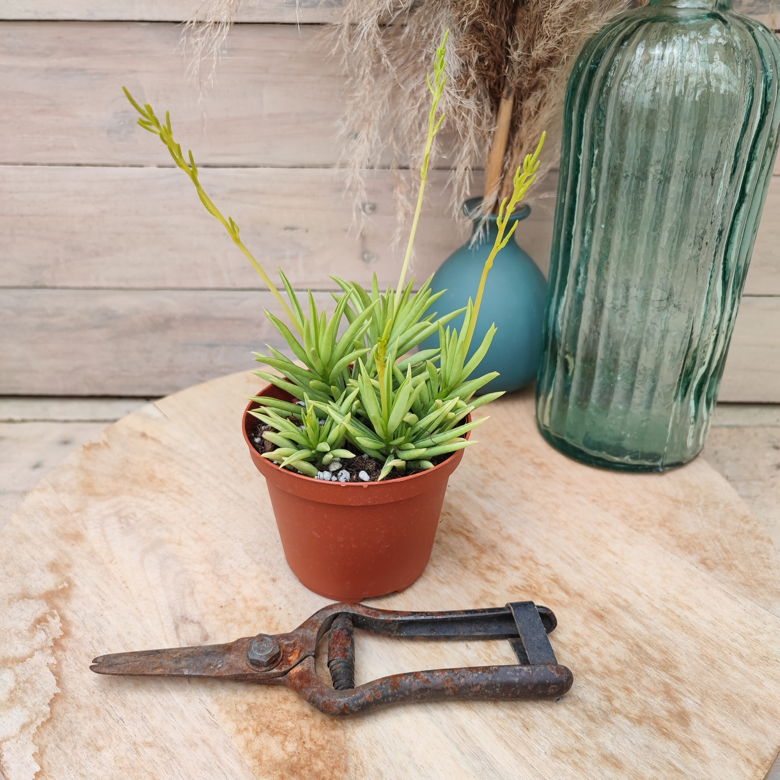 Peperomia ferreyrae – Image 3