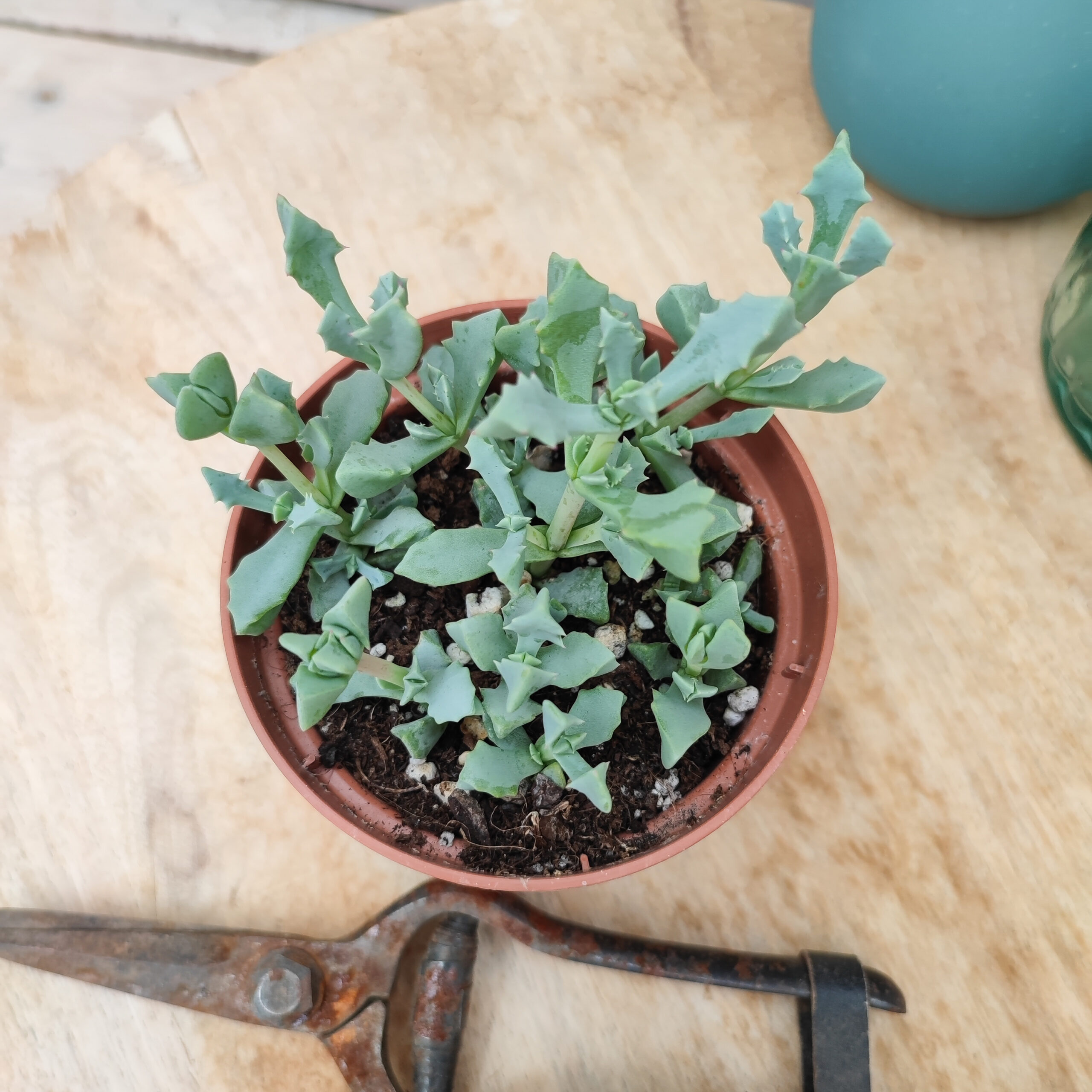 Oscularia deltoides – Image 2