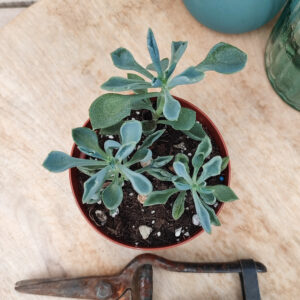 Senecio &lsquo;Trident Blue&rsquo; (=Curio &lsquo;Trident Blue&rsquo;)