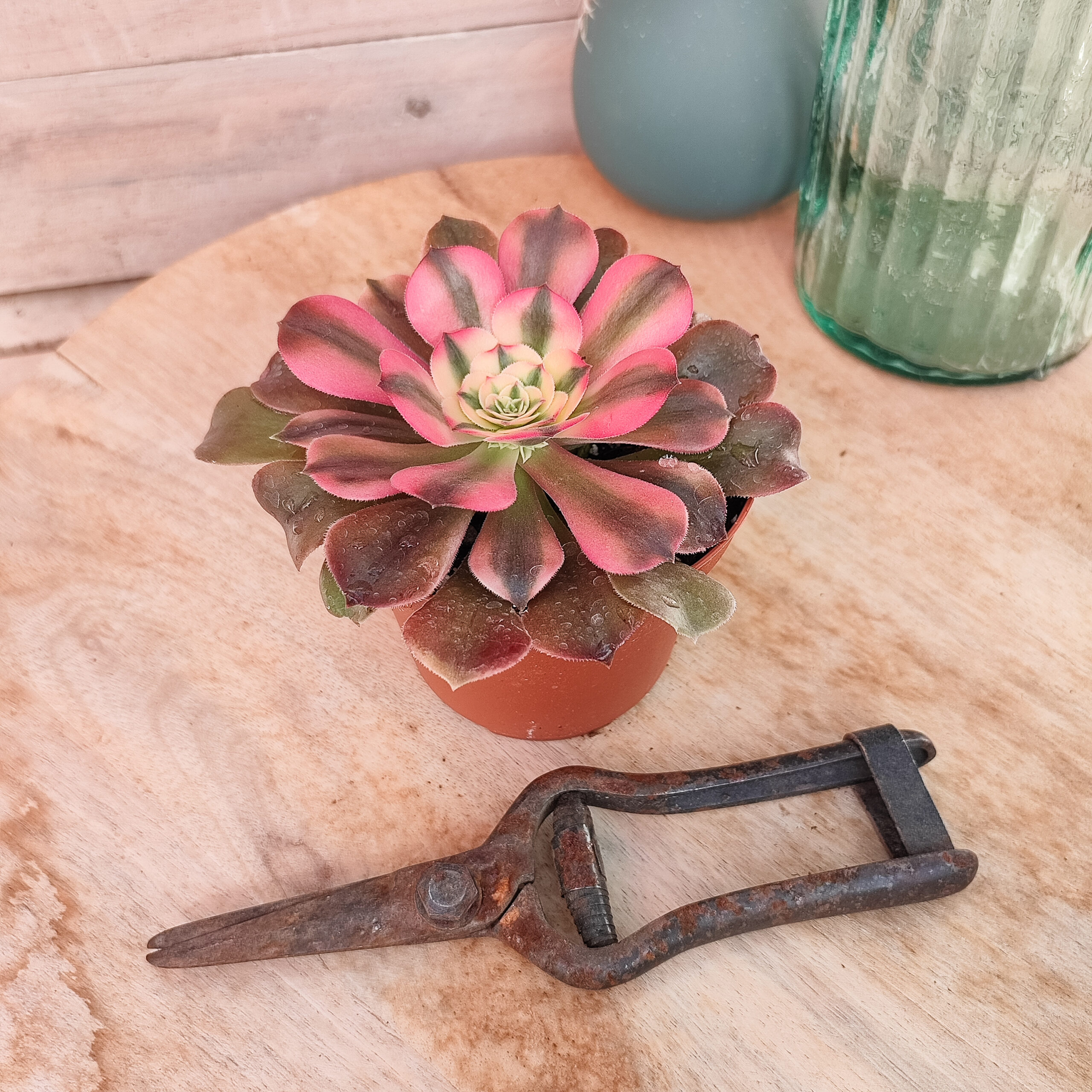 Aeonium 'Princess' – Image 2