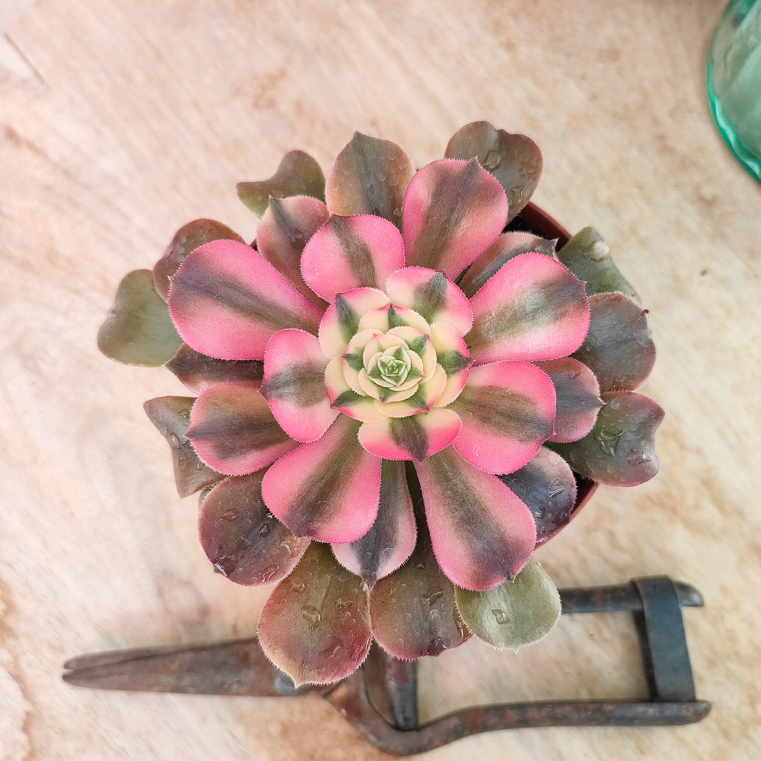 Aeonium 'Princess' – Image 4