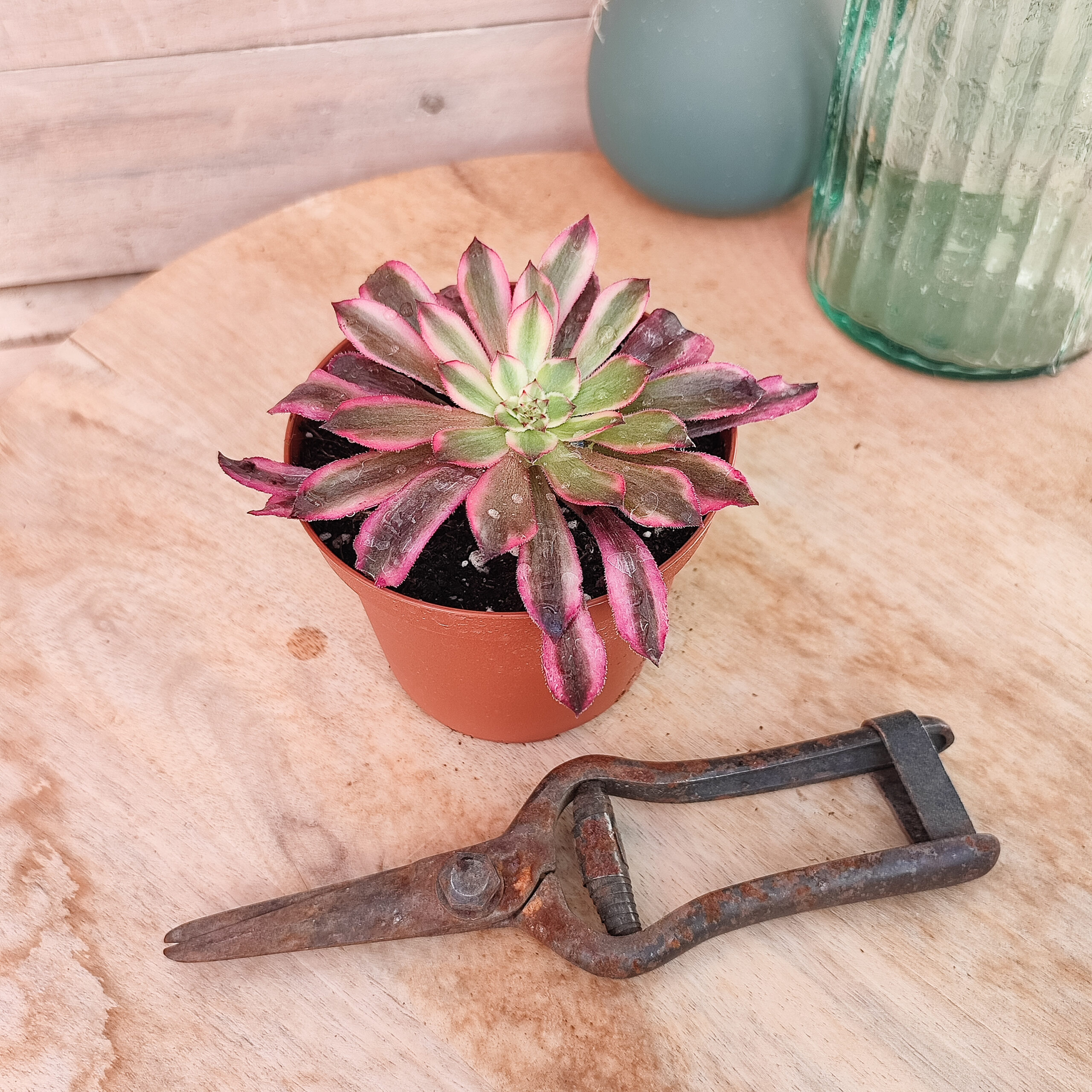 Aeonium 'Snow Girl' – Image 2