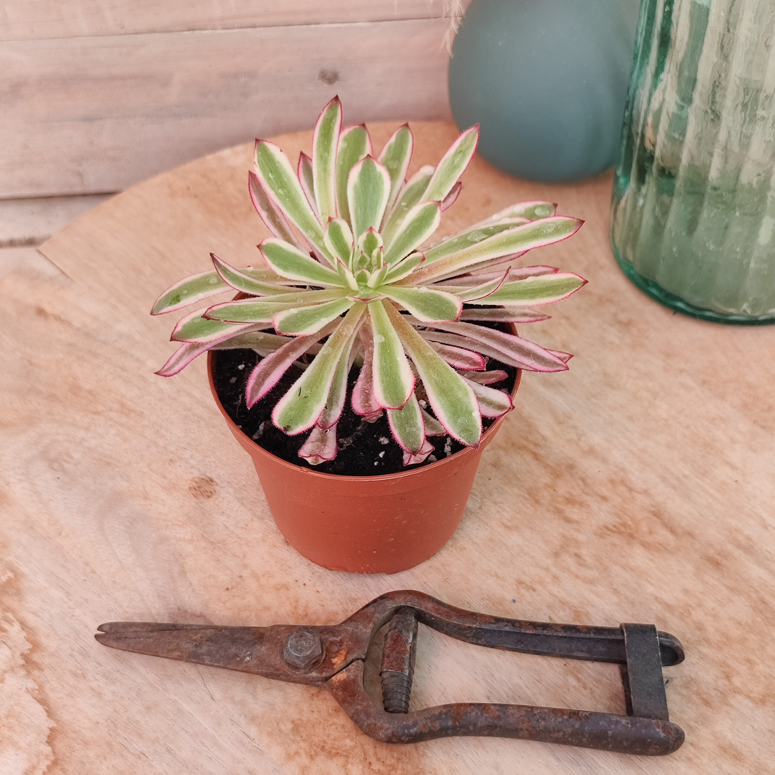 Aeonium 'Scarlet ink' – Image 2