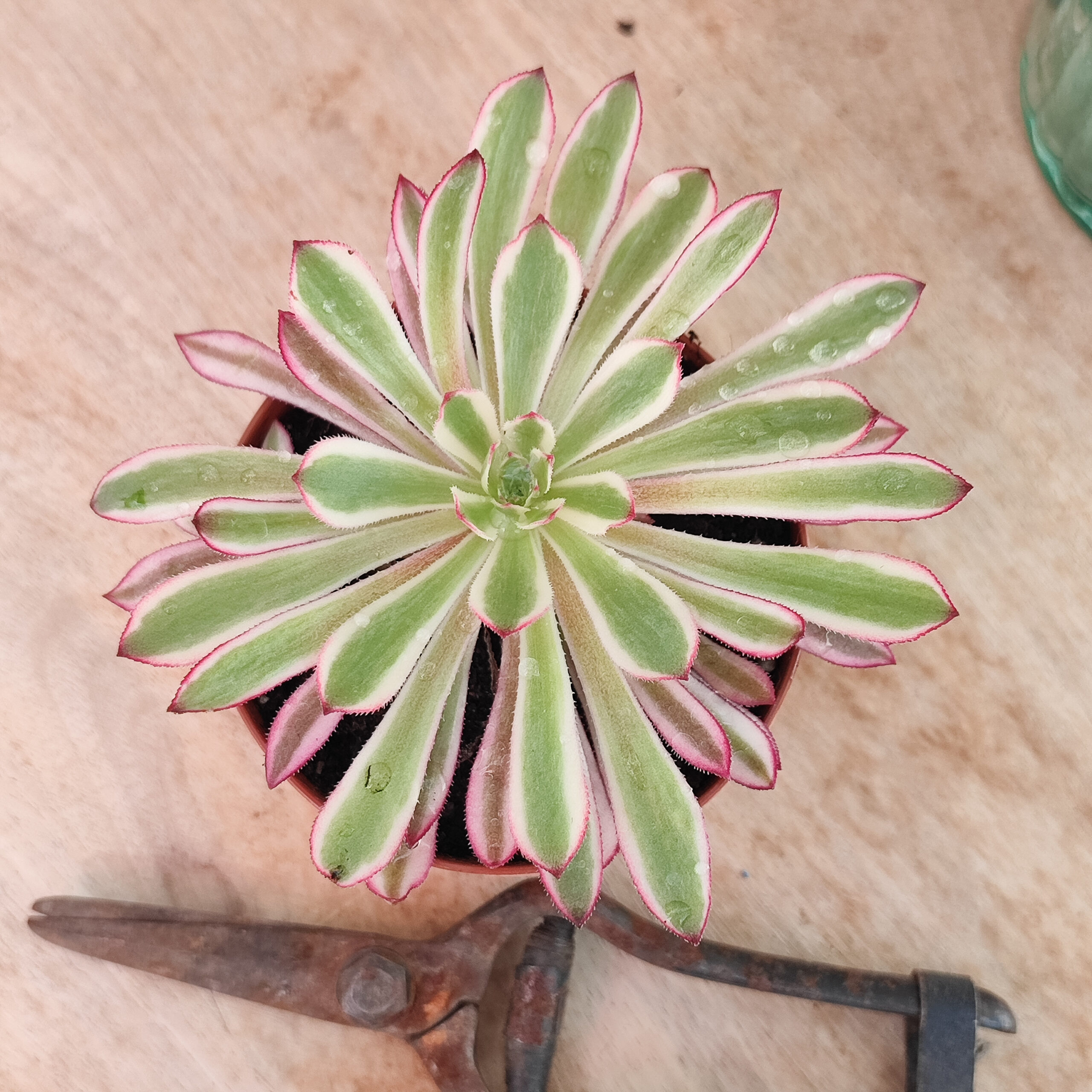 Aeonium 'Scarlet ink' – Image 3