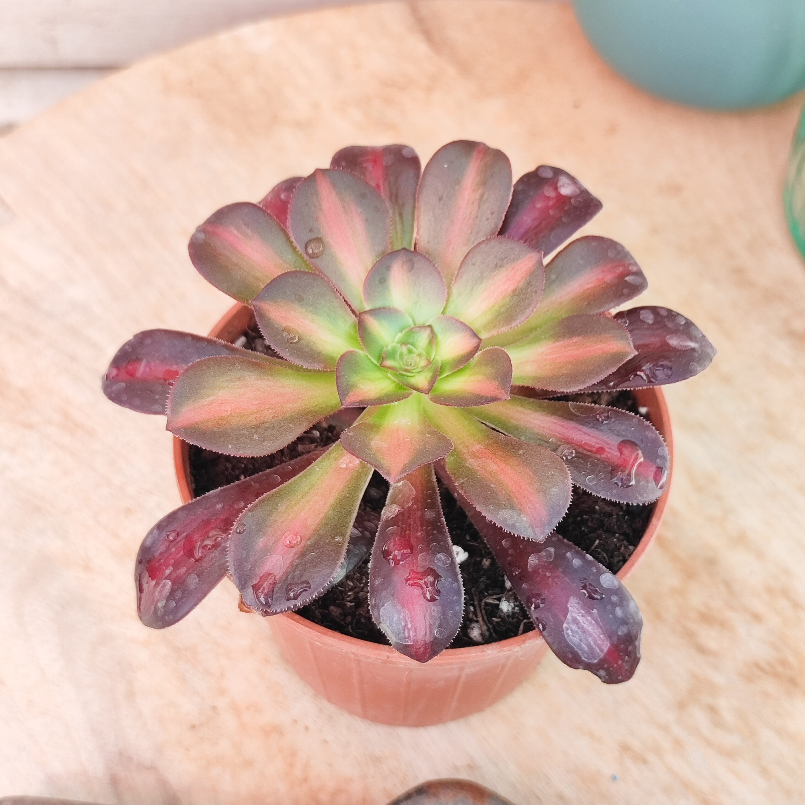 Aeonium 'Kilimanjaro' – Image 3