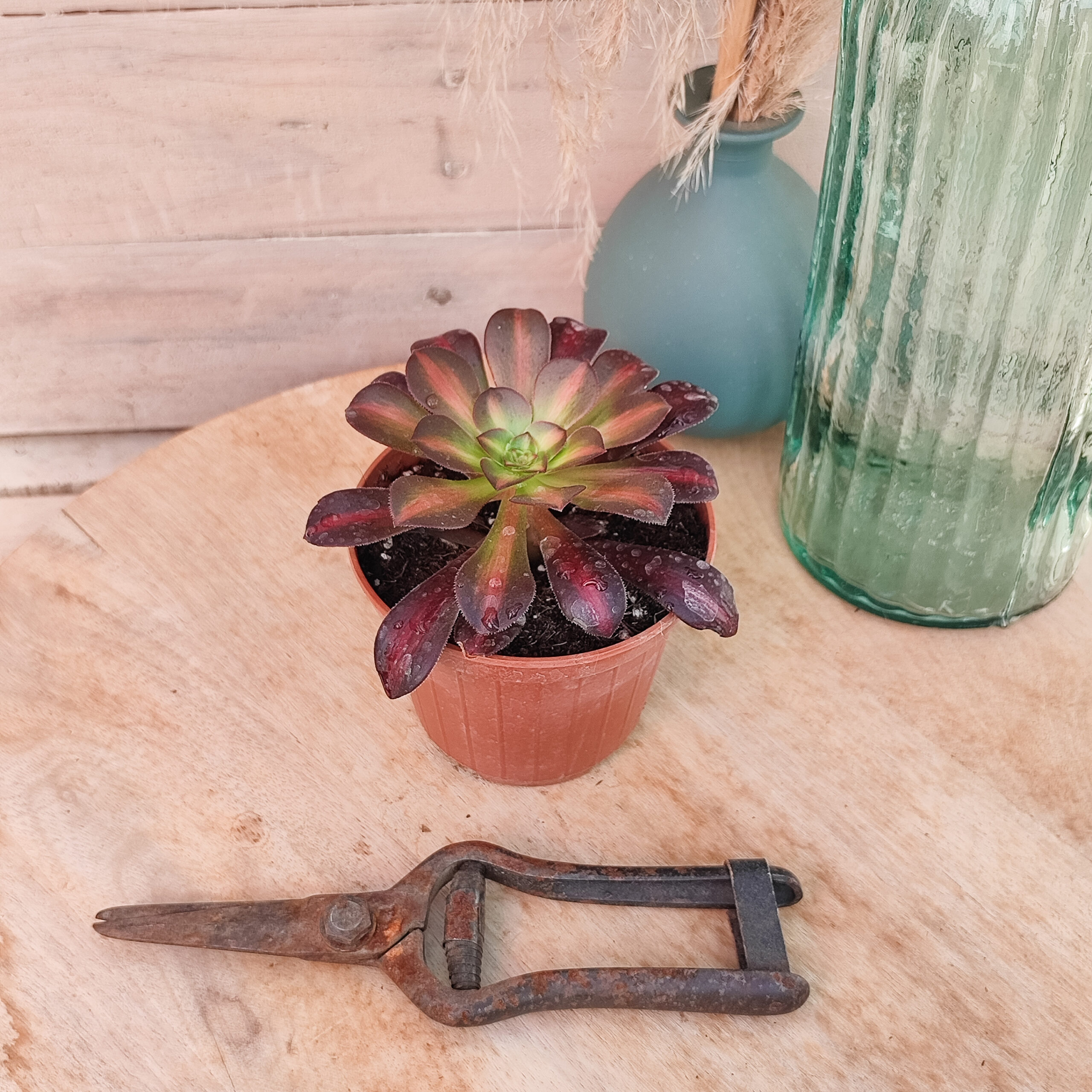 Aeonium 'Kilimanjaro' – Image 2