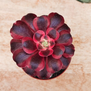 Aeonium &lsquo;Medusa&rsquo;
