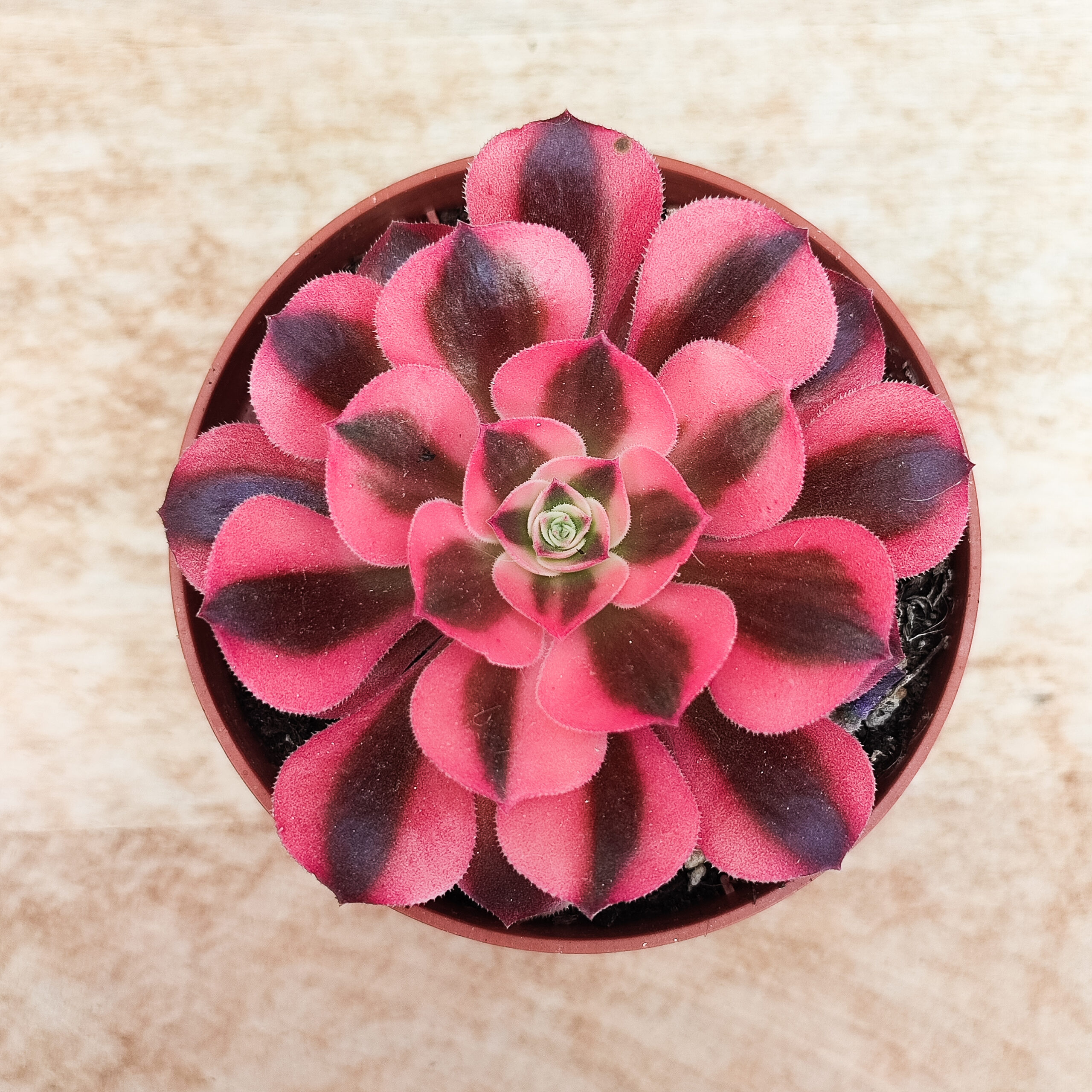 Aeonium 'Princess'
