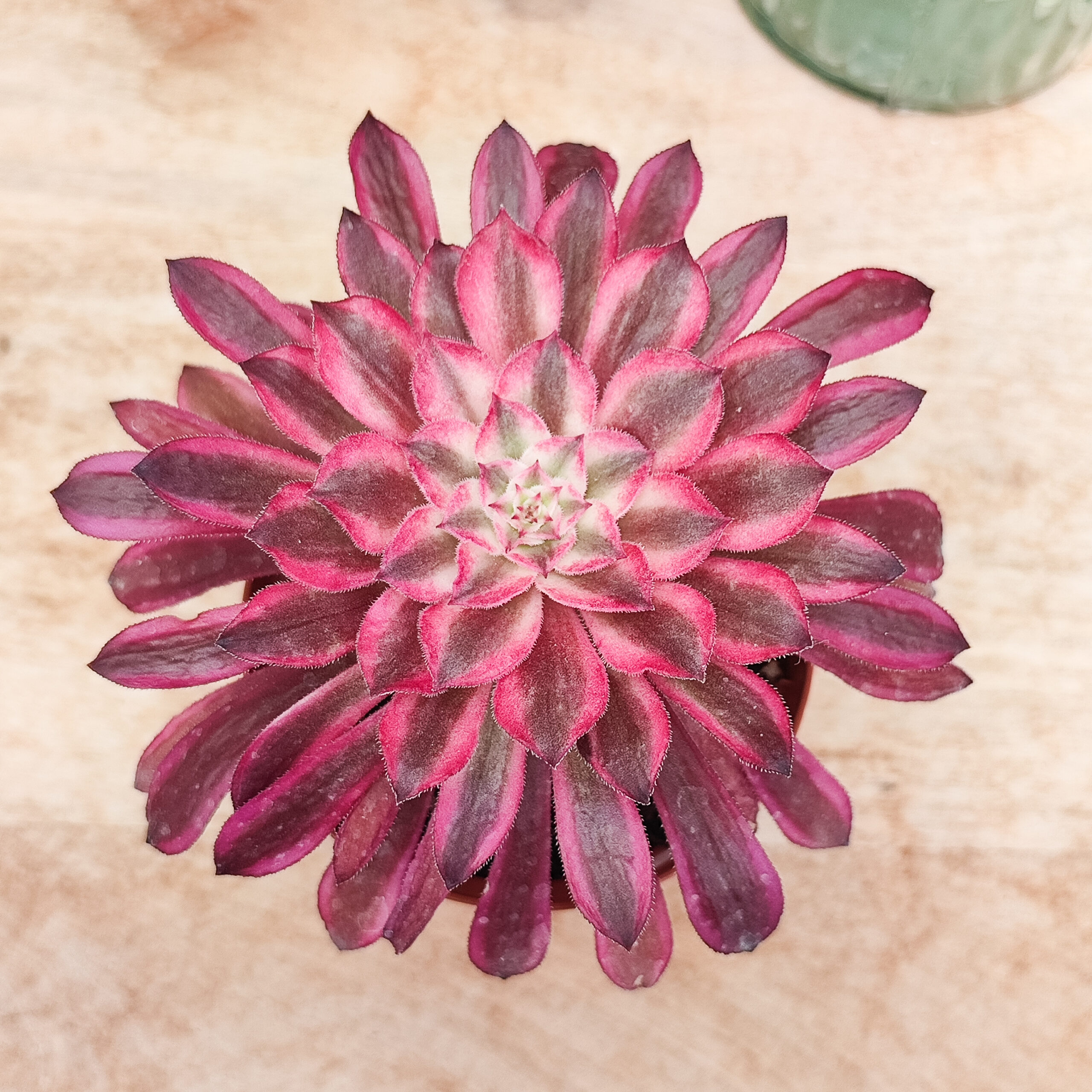 Aeonium 'Scarlet ink'