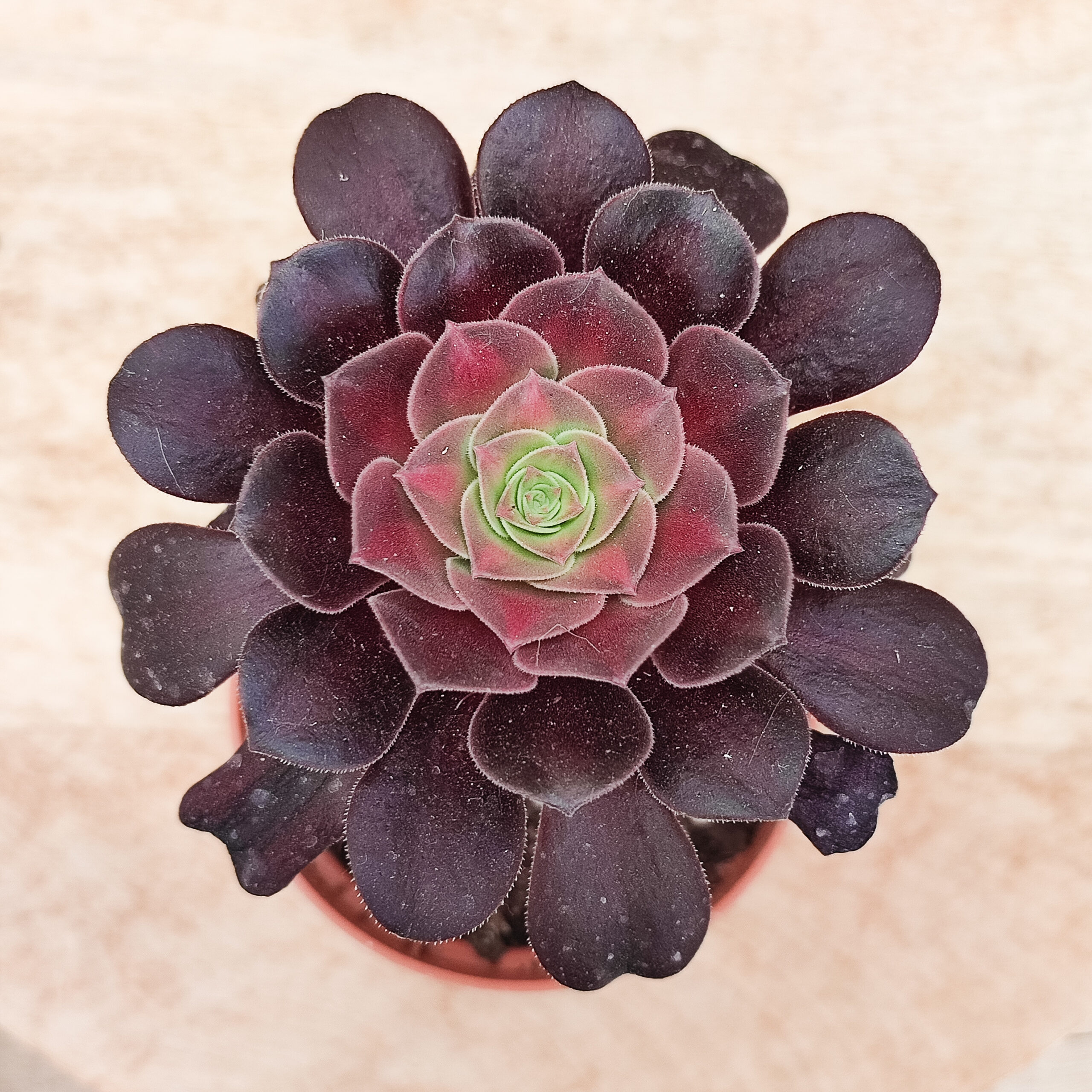 Aeonium 'Kilimanjaro' – Image 4
