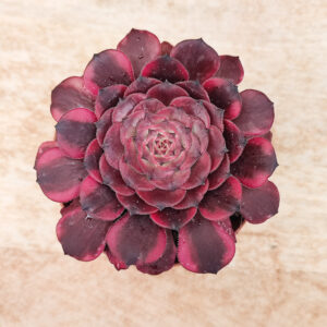 Aeonium &lsquo;Meiya&rsquo;