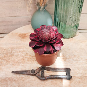 Aeonium &lsquo;Meiya&rsquo;