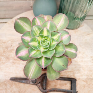 Aeonium &lsquo;Lemon Lime&rsquo; (= &lsquo;Starburst&rsquo;)