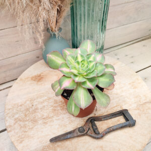 Aeonium &lsquo;Lemon Lime&rsquo; (= &lsquo;Starburst&rsquo;)