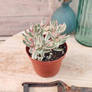 Crassula rubricaulis &lsquo;Candy Cane&rsquo;