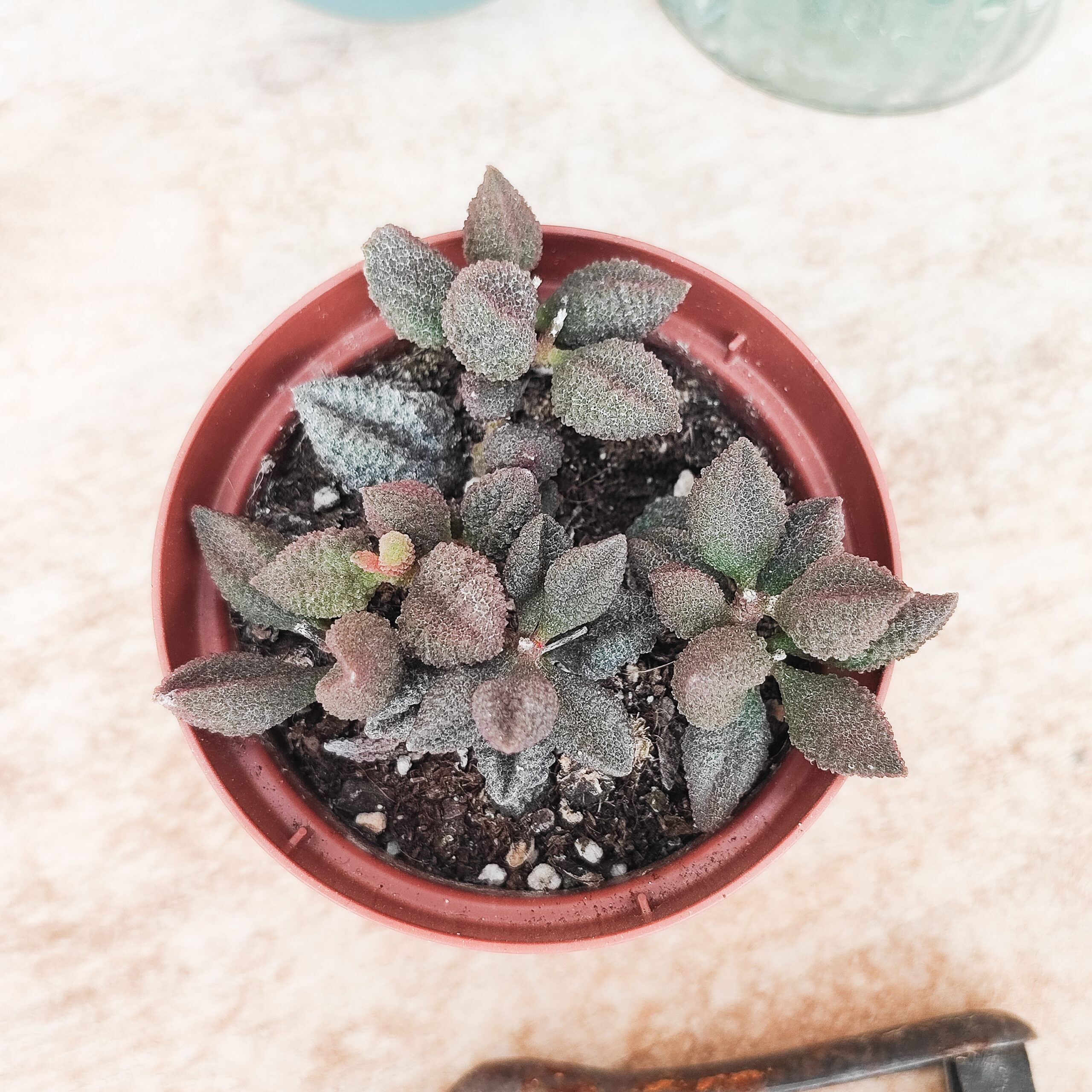 Adromischus marianae var. herrei – Image 2