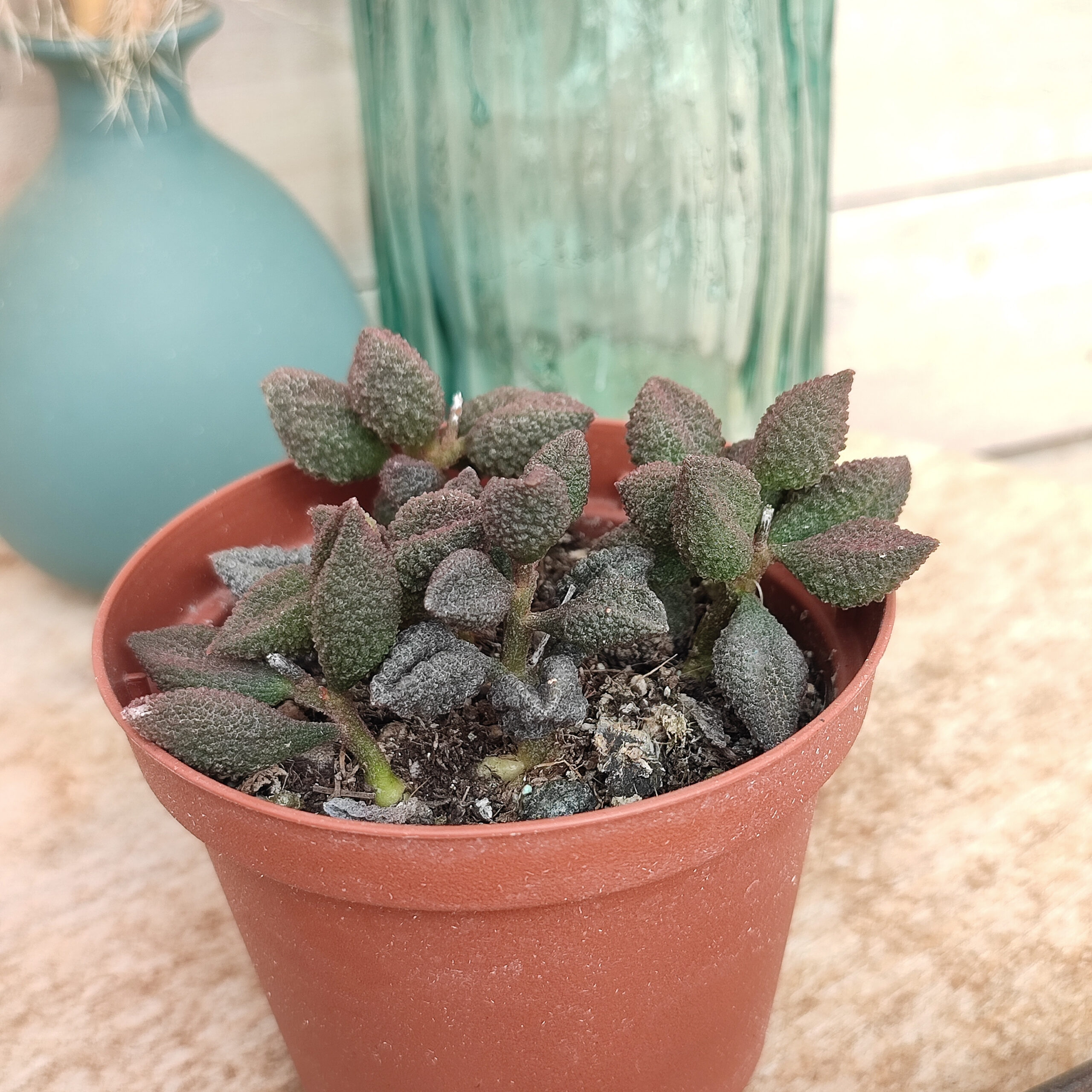 Adromischus marianae var. herrei – Image 4