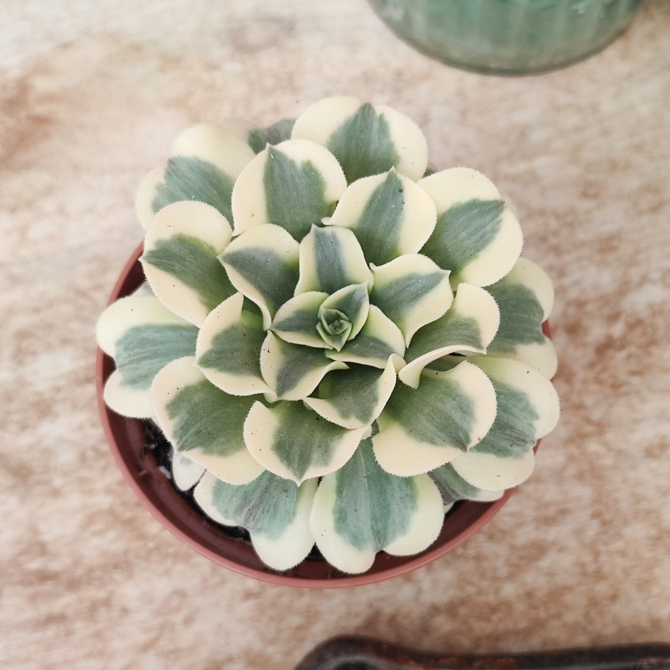 Aeonium 'Green Medusa' – Image 2