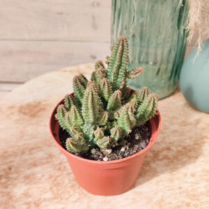 Euphorbe &lsquo;Pitica&rsquo;