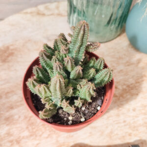 Euphorbe &lsquo;Pitica&rsquo;