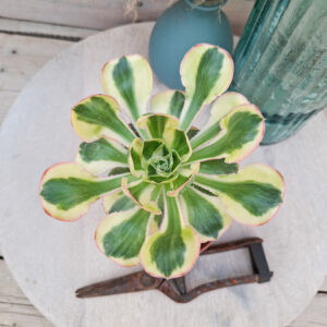 Aeonium &lsquo;Zeus&rsquo; pot Ø10 cm