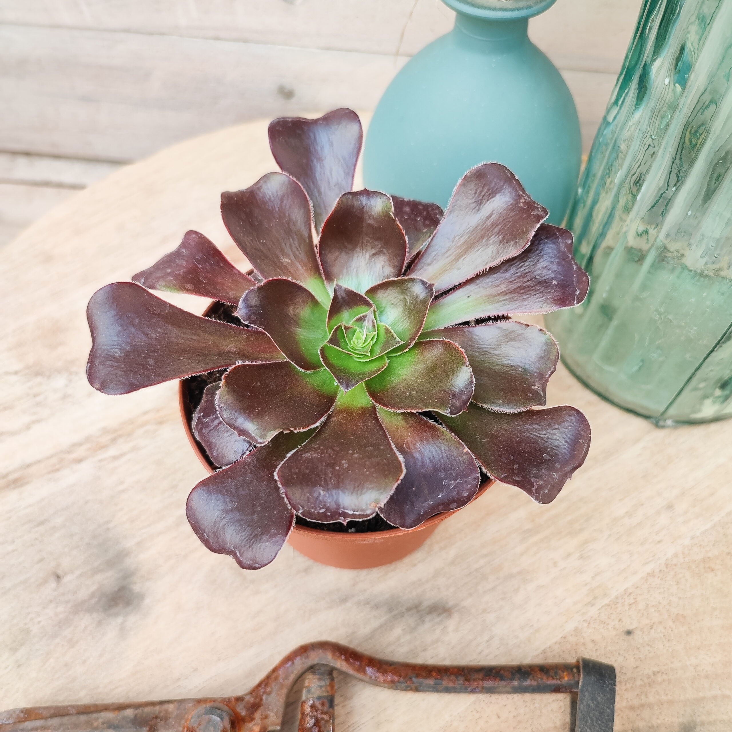 Aeonium 'Cyclops'