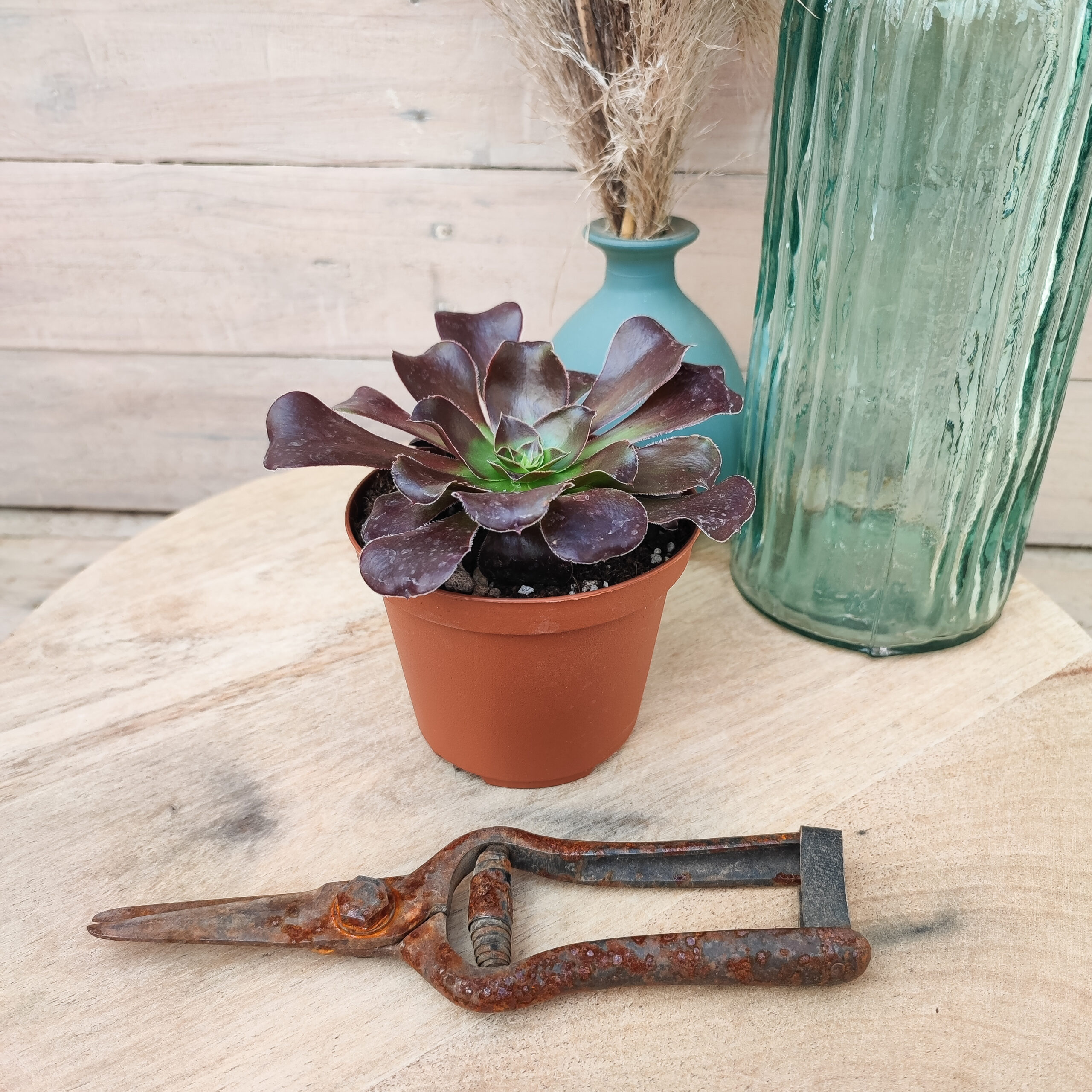Aeonium 'Cyclops' – Image 2
