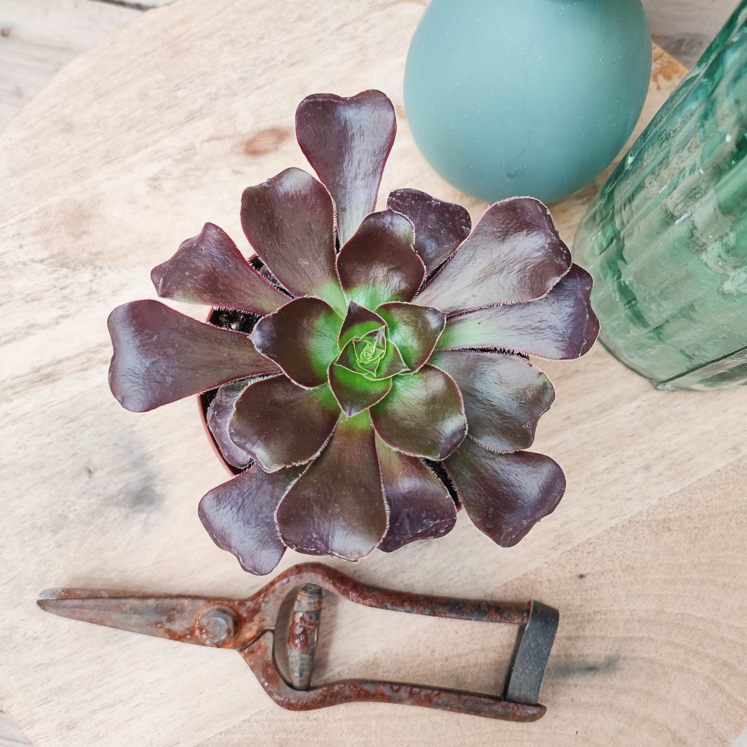 Aeonium 'Cyclops' – Image 3