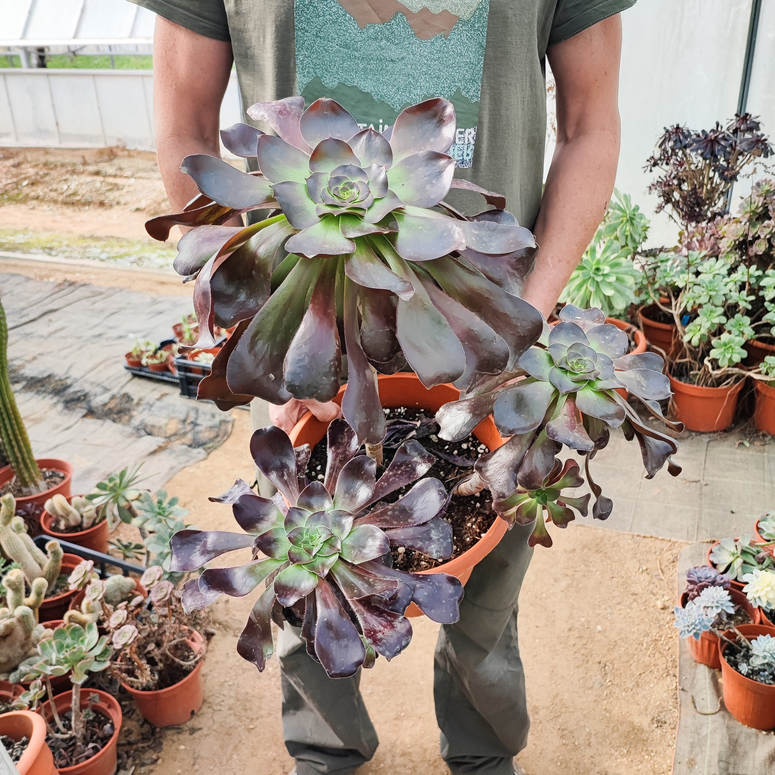 Aeonium 'Cyclops' – Image 4