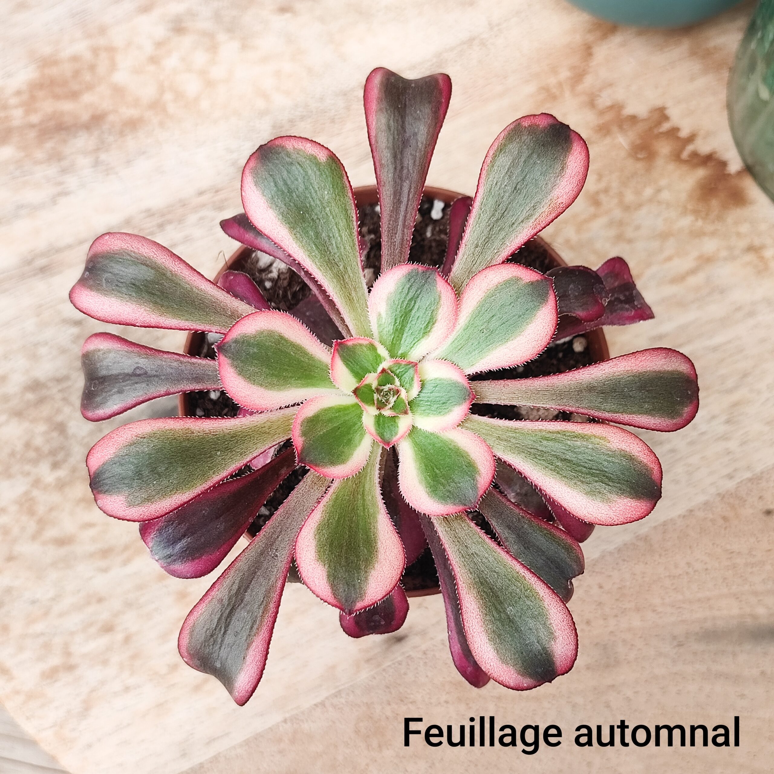 Aeonium 'Lina' – Image 4