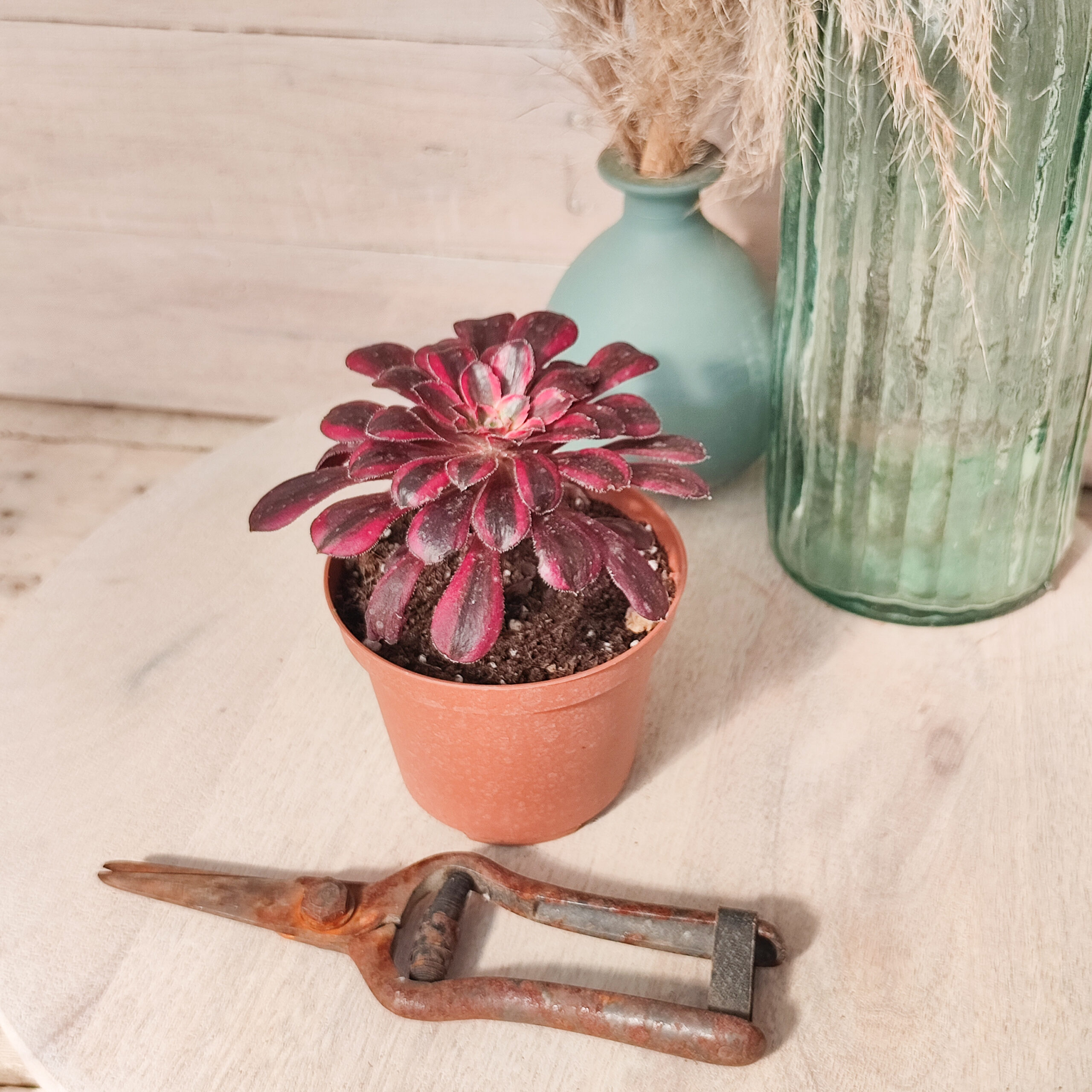 Aeonium 'Lina' – Image 2
