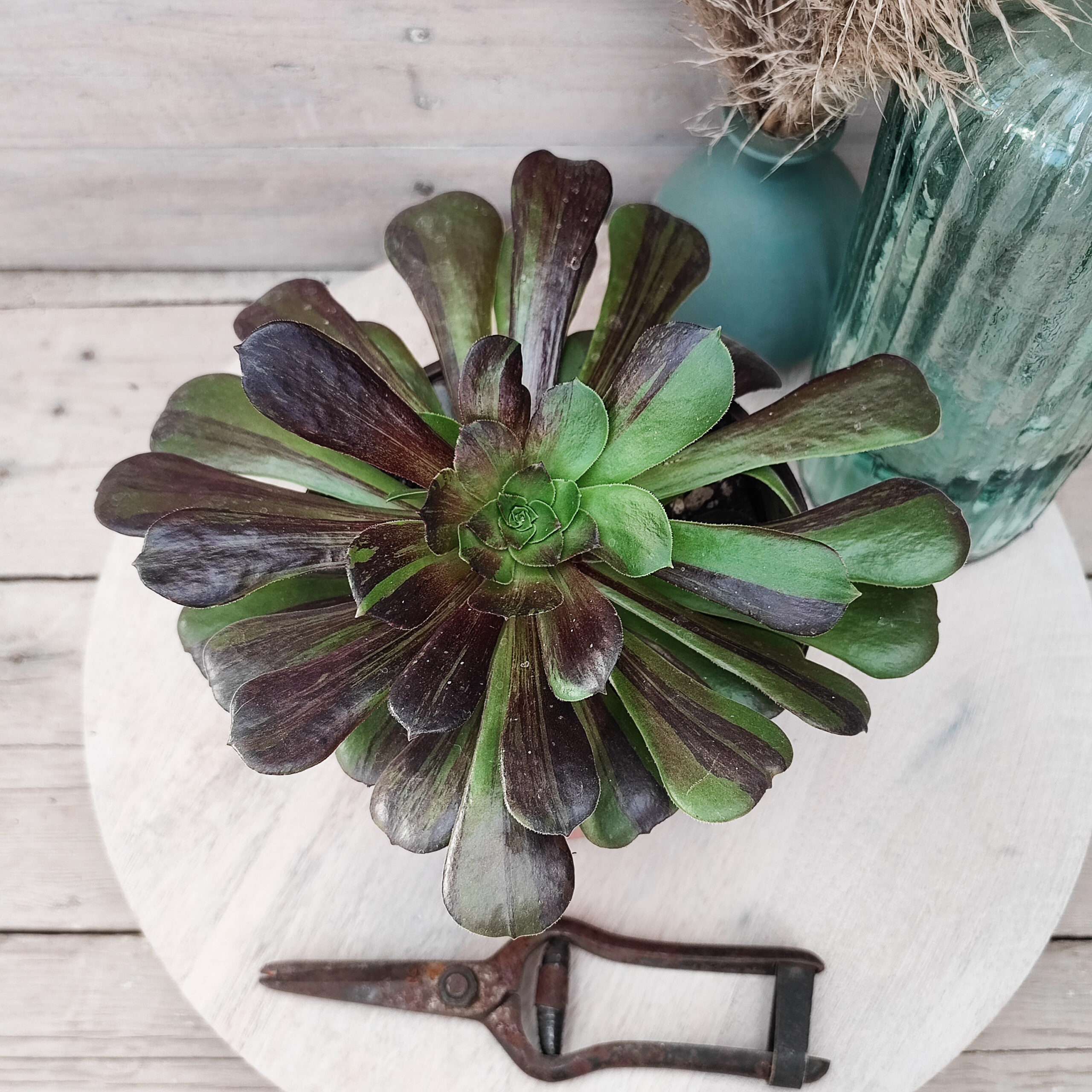 Aeonium 'Big Bang' – Image 3