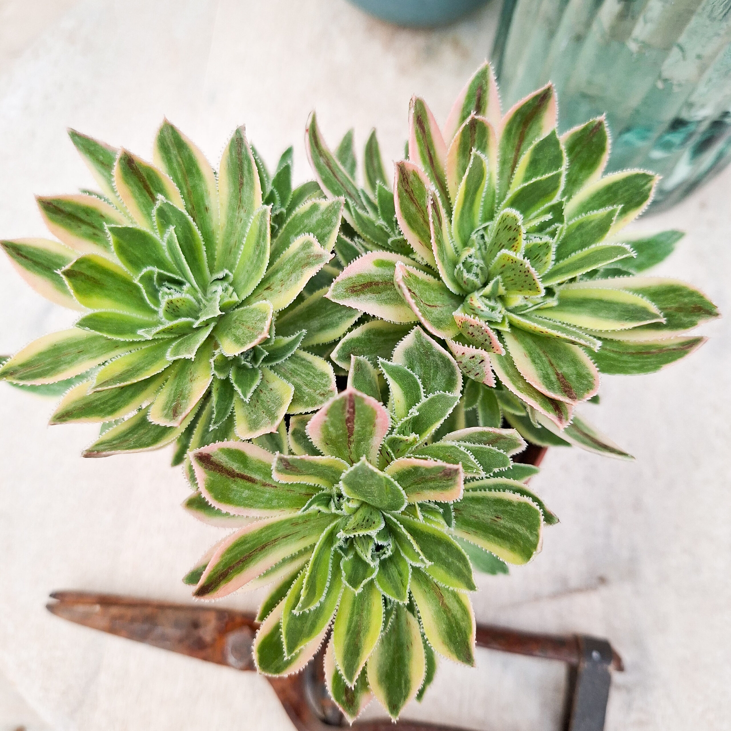 Aeonium x hybridum variegata – Image 2