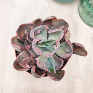 Echeveria ‘Beyonce’ variegata
