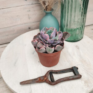 Echeveria ‘Beyonce’ variegata