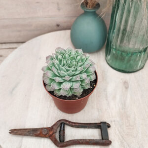 Echeveria ‘Gilo Drops’