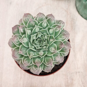 Echeveria ‘Gilo Drops’