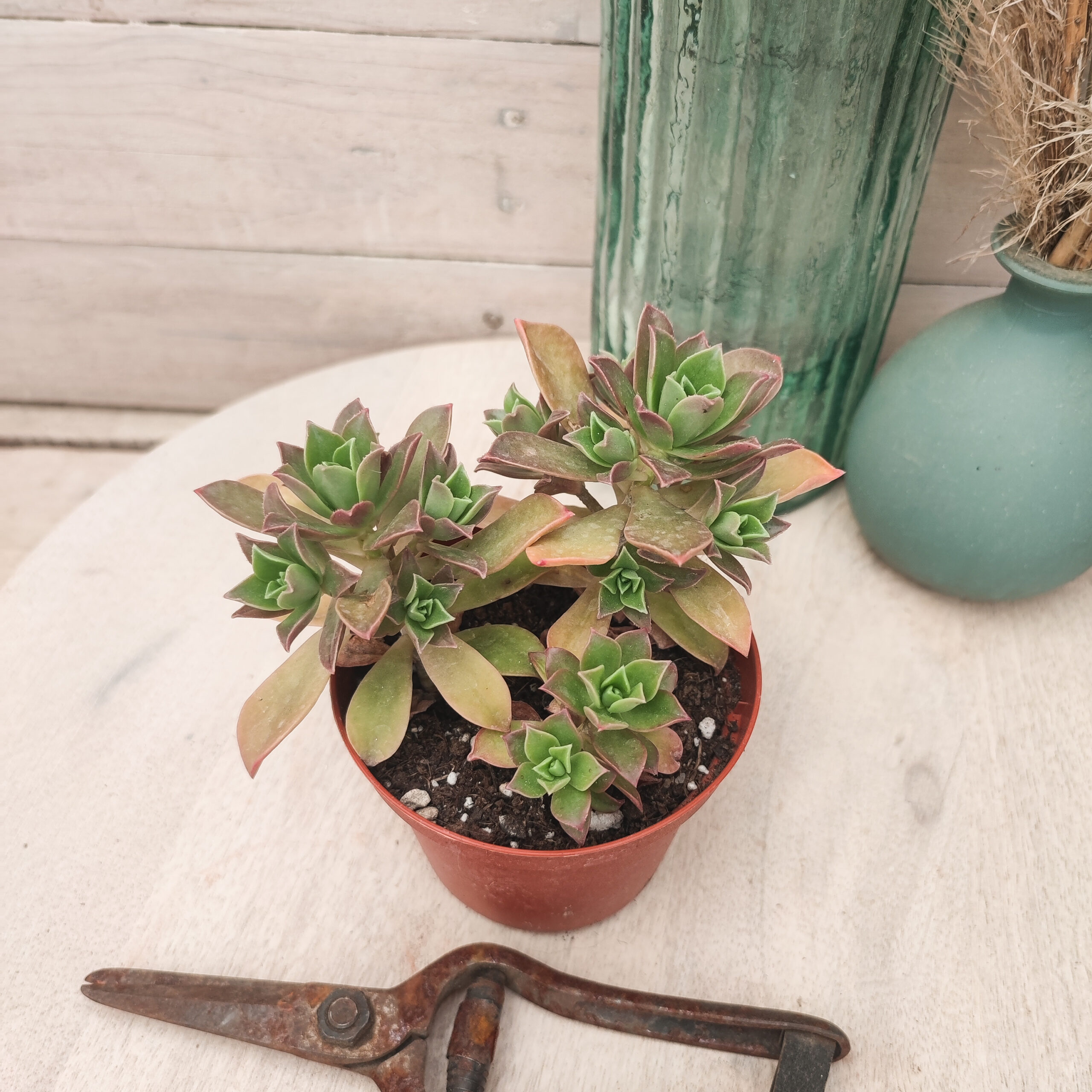 Aeonium decorum – Image 2