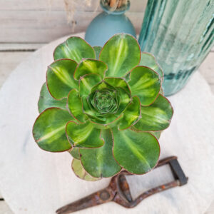 Aeonium &lsquo;Zeus Middle&rsquo;