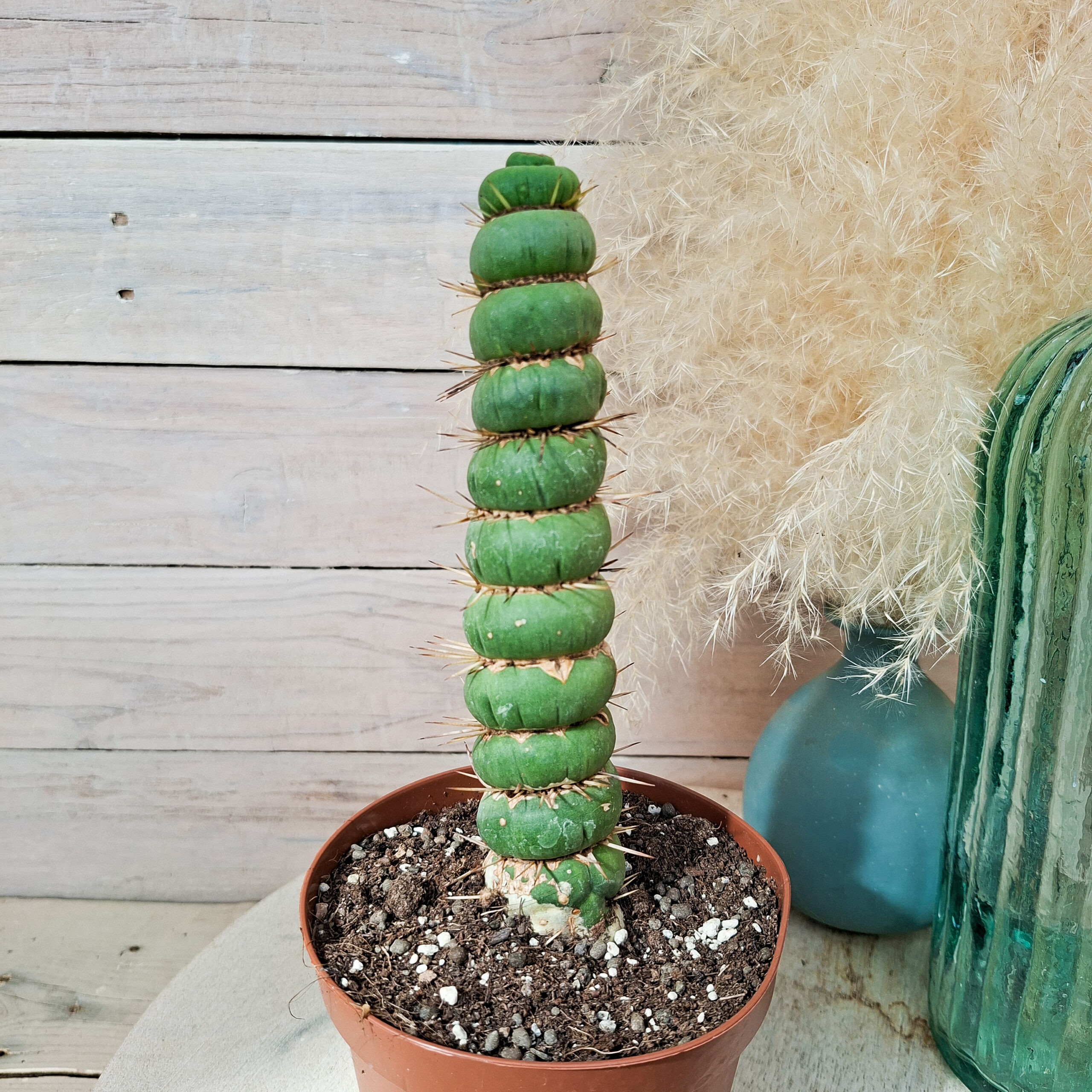 Eulychnia castanea spiralis – Image 2