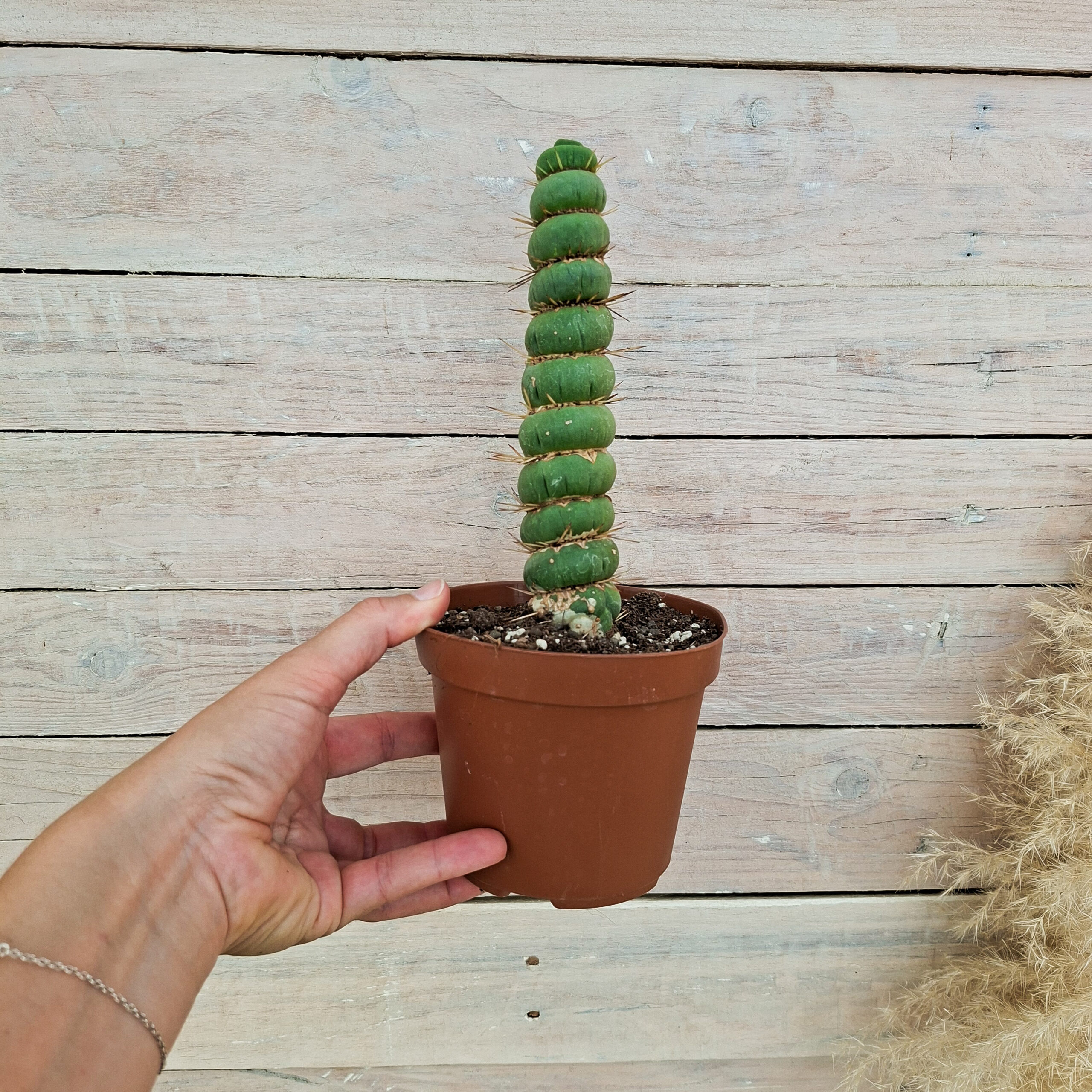 Eulychnia castanea spiralis – Image 3