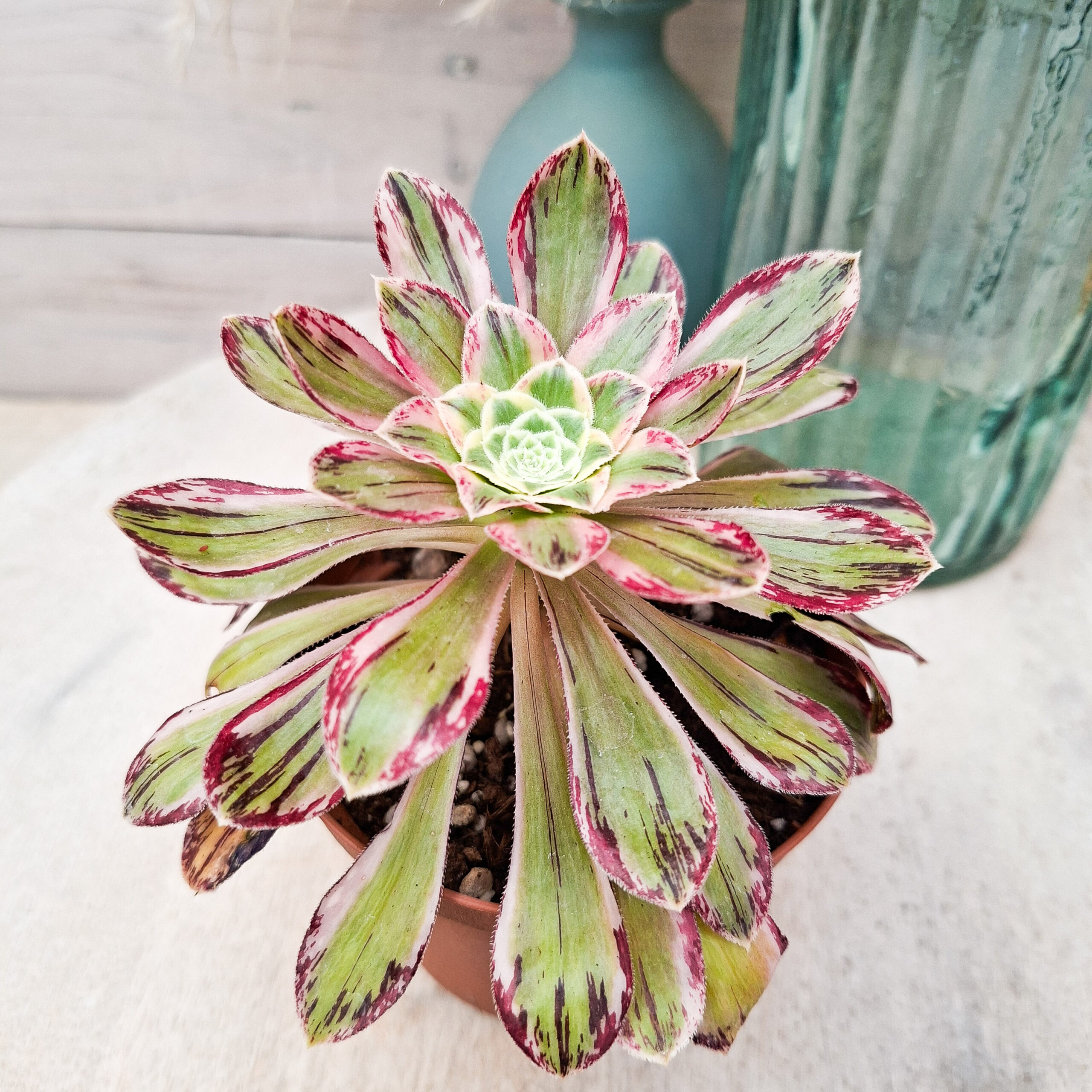 Aeonium rubrolineatum variegata – Image 2