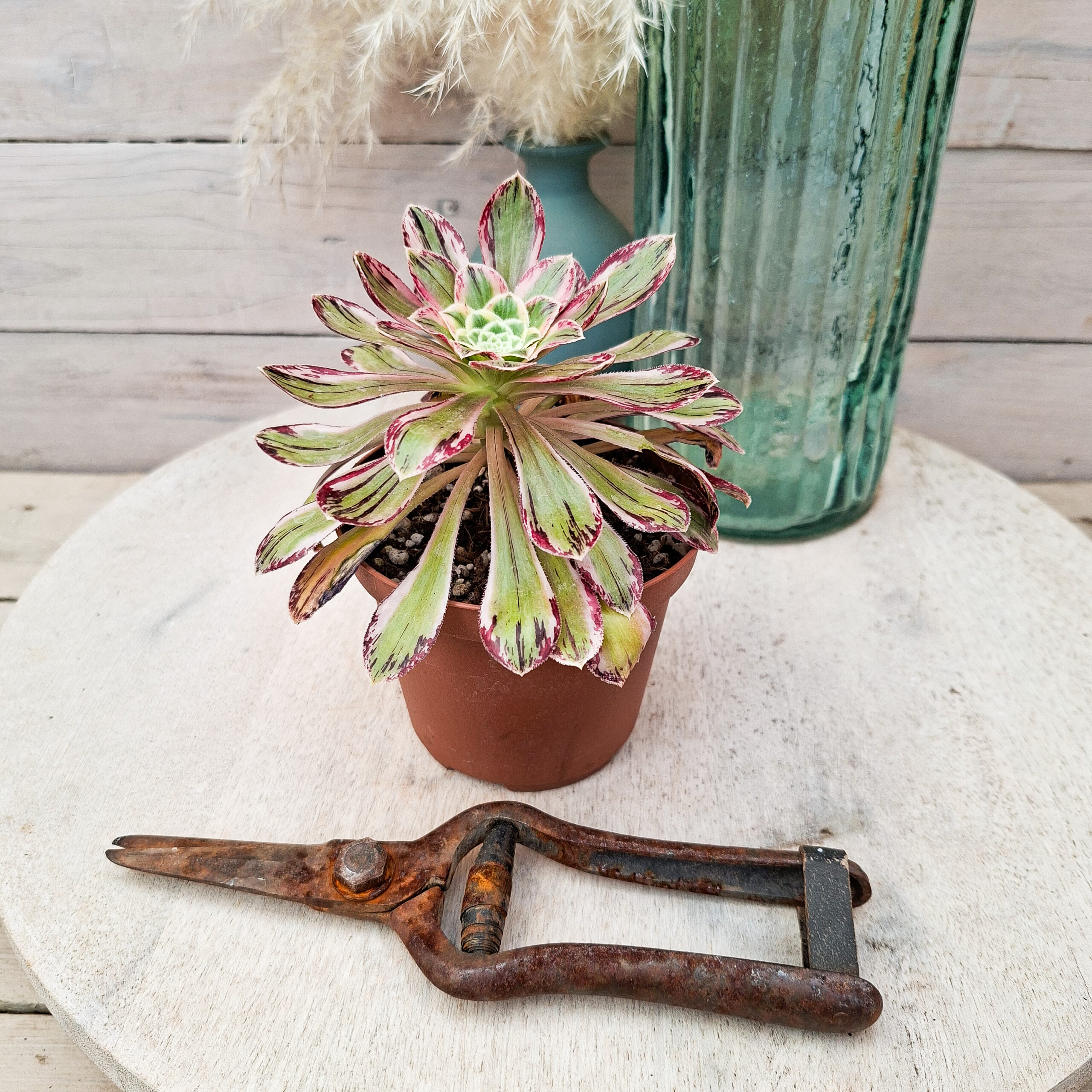 Aeonium rubrolineatum variegata – Image 3