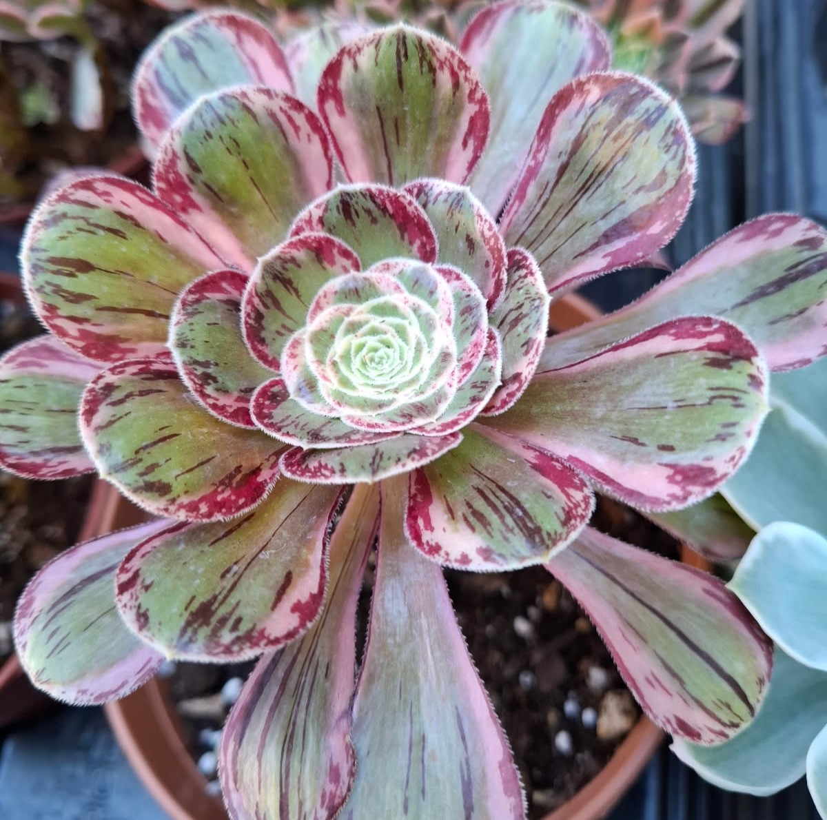 Aeonium rubrolineatum variegata – Image 4