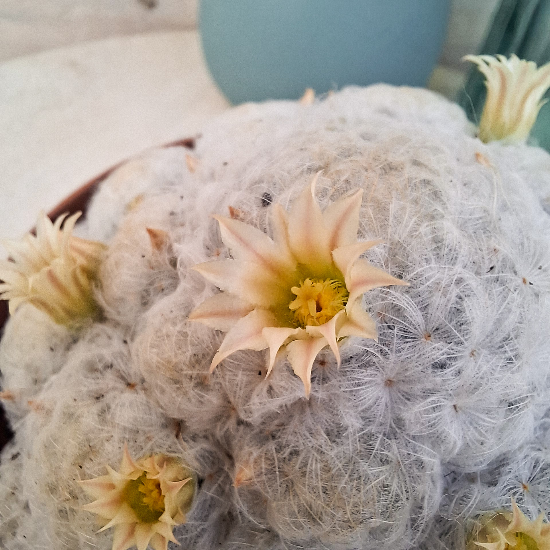 Mammillaria plumosa – Image 4